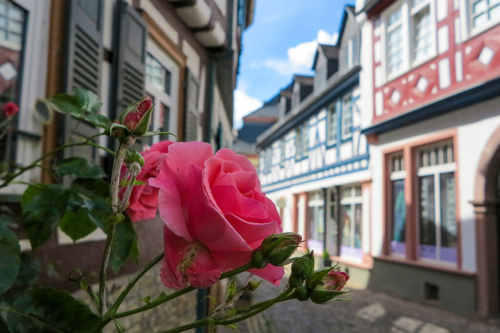Eine Rose in der Eltviller Marktstraße